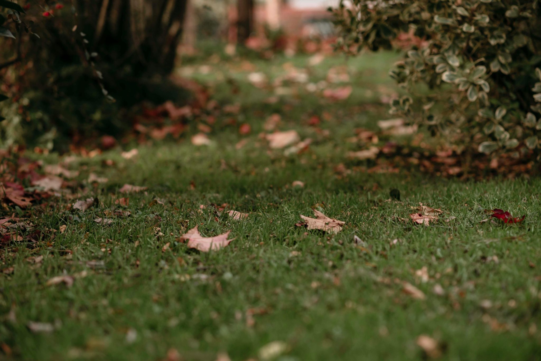 Seasonal Skip Hire: Preparing for Autumn and Winter Cleanups